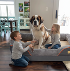 Jumbo Orthopedic Memory Foam Dog Bed - BORWART XPET368